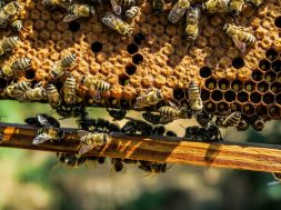 cannabis-bienen