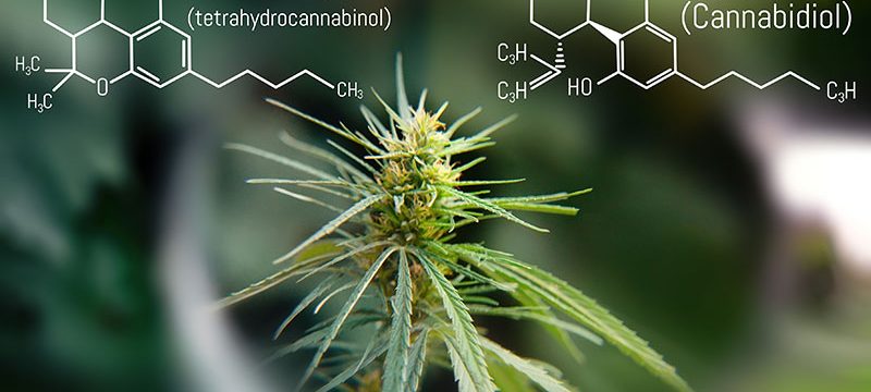 THC-vs-CBD