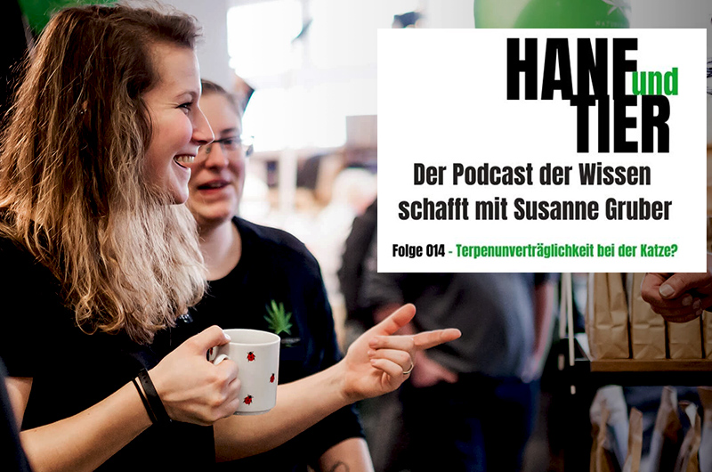 Podcast: CBD Öl für Katzen