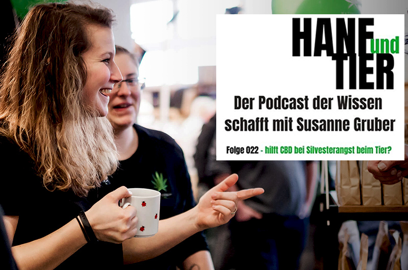 Podcast: Hilft CBD bei Silvesterangst beim Tier?