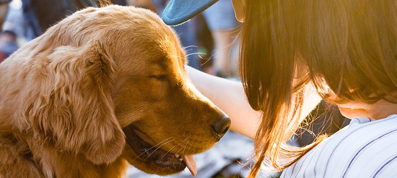 CBD-Hund-weniger-bellen